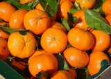 Citrus farmers call on Ramaphosa to act as US tariff looms