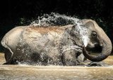 WATCH: Elephant charges tourists, nearly drowns woman