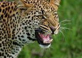 Leopard on the loose near Bloemfontein
