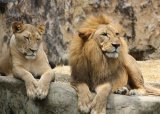 South Africa to ban captive lion breeding
