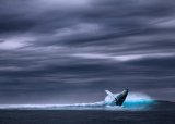 Top spots to see whales this winter in SA — no boat needed
