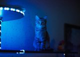 6 ways to calm your cat at night