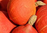 Pumpkin export boom: ‘We always knew SA had potential’