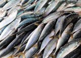 Safe to eat? KZN’s sardine run amid Ecoli sparks health concerns