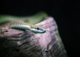 SA boosts antivenom supply for snake-bite victims