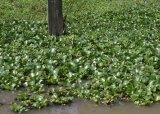 Action taken against invasive hyacinth at Vaalkop Dam