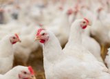 Government rolls out poultry vaccines, tackles FMD outbreaks