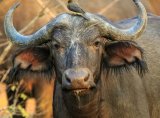 Over 80 buffaloes die in mass drowning in Namibia after lion chase