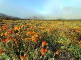 Namaqualand flower route: best places to see wildflowers in bloom right now