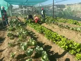 Growing opportunities: Umthambeka Drop-In Centre cultivates food security and dignity