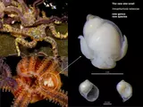 New genus of parasitic sea snail discovered by South African researchers