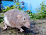 The 5 Cupboard Staples To Keep Rats Out Of Your Garden (And Home)