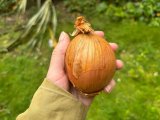 UK Gardeners Advised To Place Onions On Their Lawn