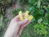 UK Gardeners Advised To Place Lemon Peel On Vegetable Patches