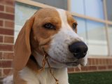The Cute Reason Dogs Love Digging In The Bin (And How To Stop It)