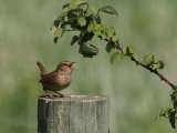How Birds Can Help Your Mental Health (You Won't Even Have To Leave The House)
