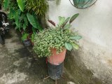 UK Households Advised To Move Plant Pots This Autumn