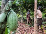 Ivory Coast cocoa farmers hope for more rain, sun to boost crop growth