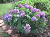 IN THE GARDEN | There is a time for everything in the garden