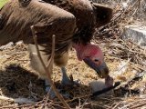 Endangered vulture chick has ‘first night out’ with surrogate parents