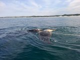 Juvenile humpback whale freed from fishing gear off Eastern Cape coast
