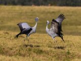 Love is in the air in the animal kingdom too