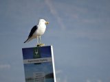 GARDEN ROUTE | It’s a twitcher’s paradise right here on the Garden Route