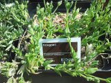 South African hunters chewed the kanna plant for endurance: new study tests its effects