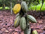 Cocoa farmers in Ivory Coast see promising main crop