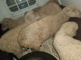 Two arrested as police recover suspected stolen sheep in Qumbu
