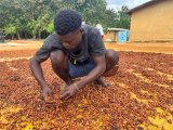 Ivory Coast vows to find new cocoa buyers if Trump imposes tariffs