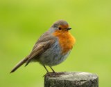 This Bird Feeding Mistake Is Keeping Robins Away From Your Garden