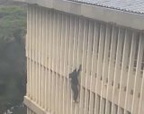 News24 | WATCH | Spider-Man-style escape: Suspect glides three floors down court building to evade police