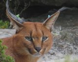 Caracal spotted in Newlands Forest – WATCH