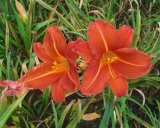IN THE GARDEN | What’s in a name when it comes to women and flowers?