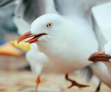 The science-backed method to stop seagulls stealing your food