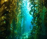 Celebrated Spanish chef to open ‘kelp-inspired’ restaurant in Cape Town