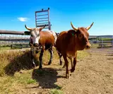 Part Two: Dodgy Nguni cattle deals uncovered at Fort Hare