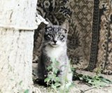 FELINE NEEDS: Five foods you should NEVER feed your cats