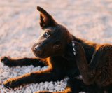 Why your pet won’t stop itching – the truth about pet allergies