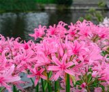 IN THE GADEN | For the love of flowers