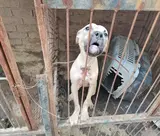 NSPCA wins animal cruelty case against KZN breeder after four-year battle