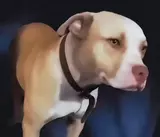 Pit bull shot at 2am sparks bitter neighbour feud