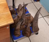 Hawks bust global rhino horn ring: elderly (84) among six nabbed