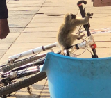 Injured monkey allegedly destined for the pot saved by security company
