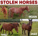 Sanctuary owners desperate to find stolen horses