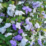WEATHER GURU | Difficult season ahead for gardeners