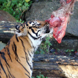 Would you donate your pet? Danish zoo slammed for requesting animal donations to feed its carnivores