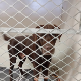 Fight on to save yacht rescue Labrador Achi from being euthanised by state