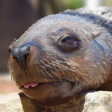 uShaka Sea World team bids farewell to Jabu the seal
